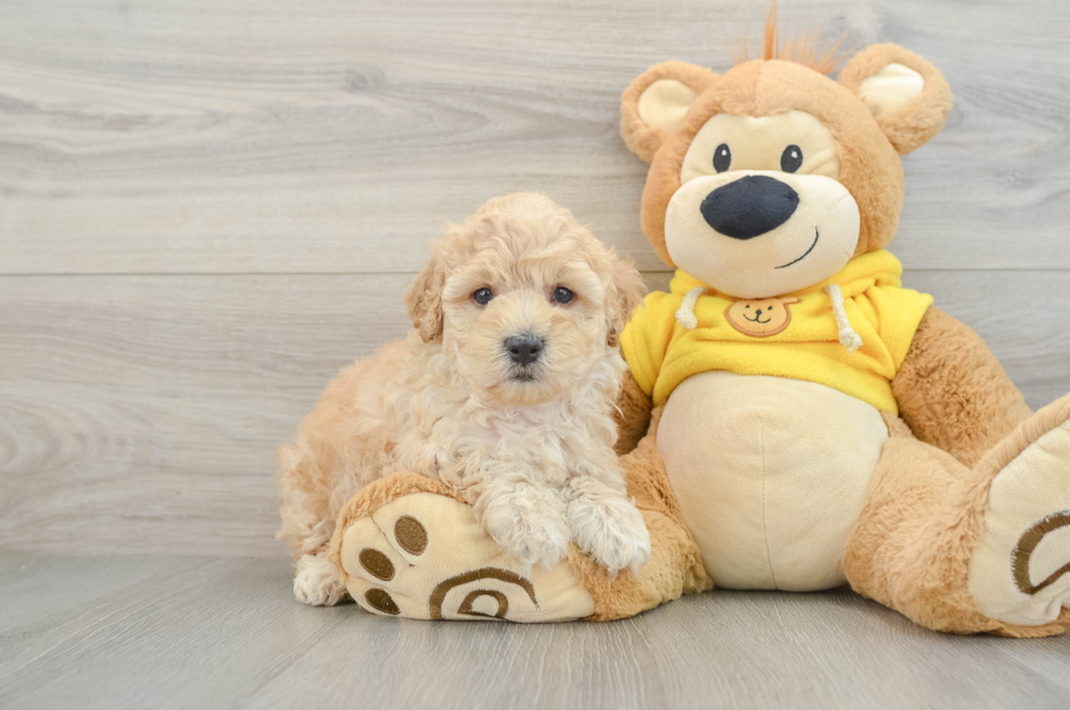 5 week old Maltipoo Puppy For Sale - Premier Pups
