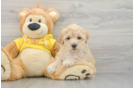 Hypoallergenic Maltidoodle Poodle Mix Puppy
