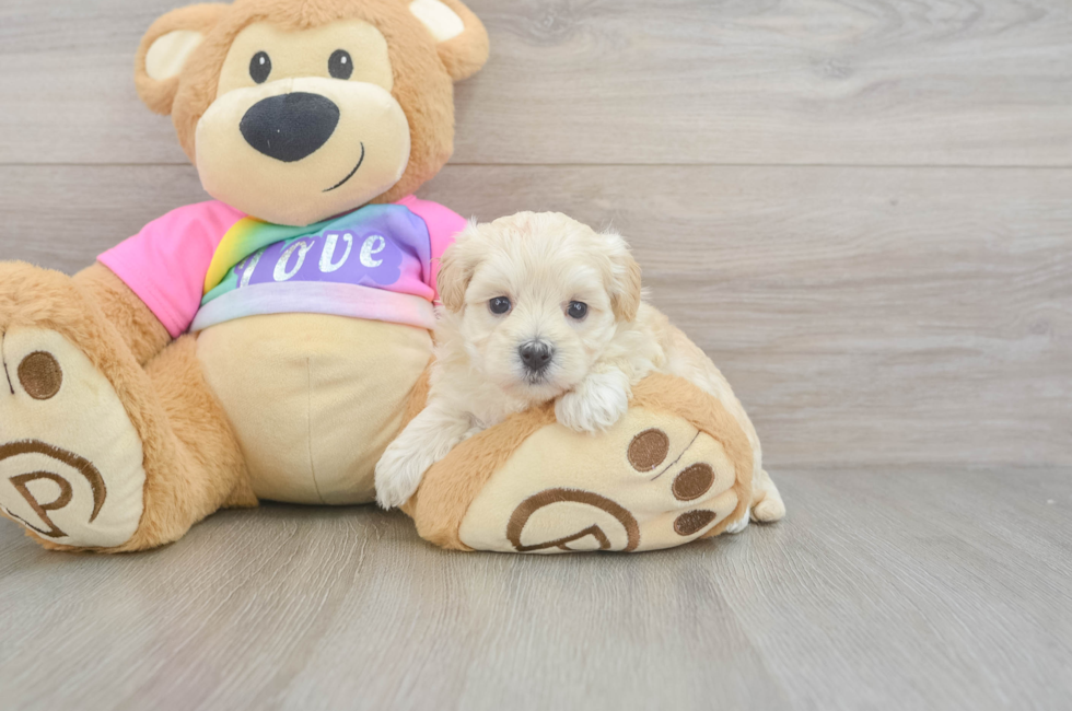 5 week old Maltipoo Puppy For Sale - Premier Pups