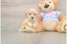 Little Malt Oodle Poodle Mix Puppy