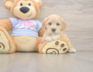 8 week old Maltipoo Puppy For Sale - Premier Pups