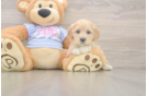 Maltipoo Puppy for Adoption