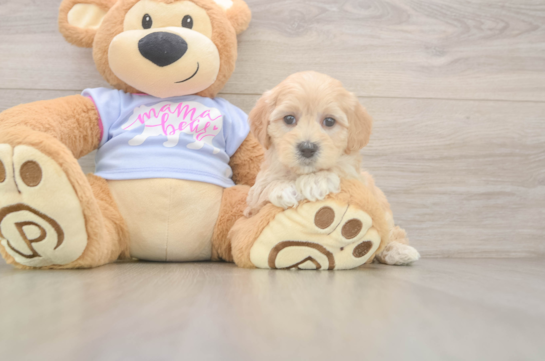 Maltipoo Puppy for Adoption