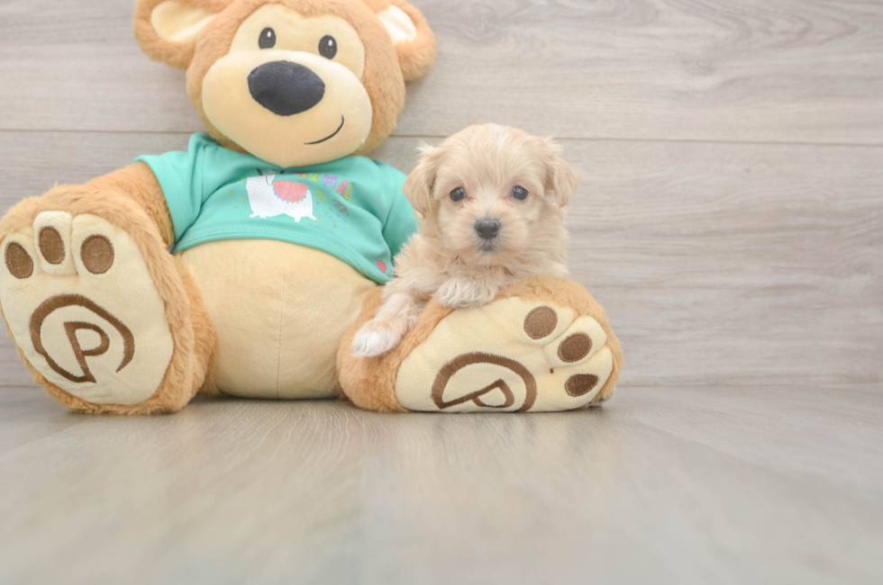 5 week old Maltipoo Puppy For Sale - Premier Pups