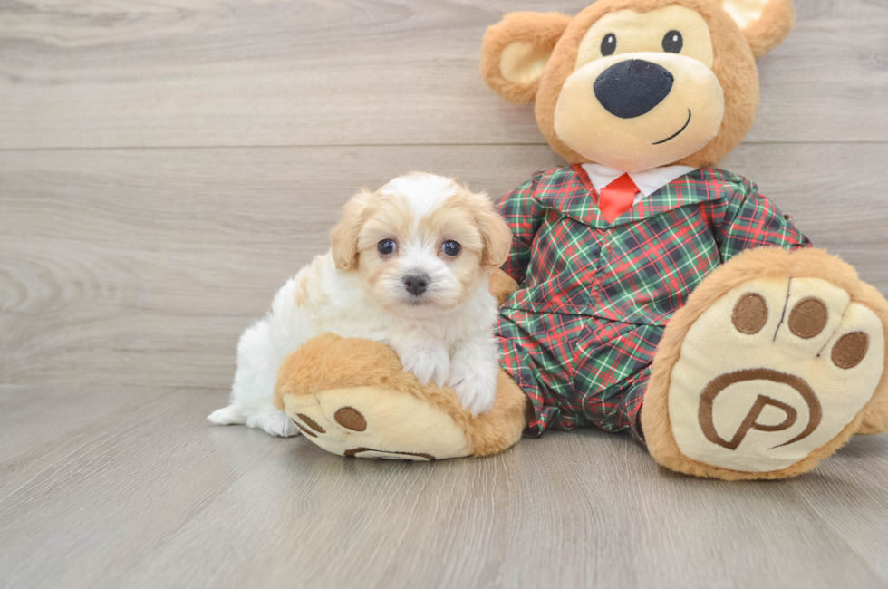 5 week old Maltipoo Puppy For Sale - Premier Pups