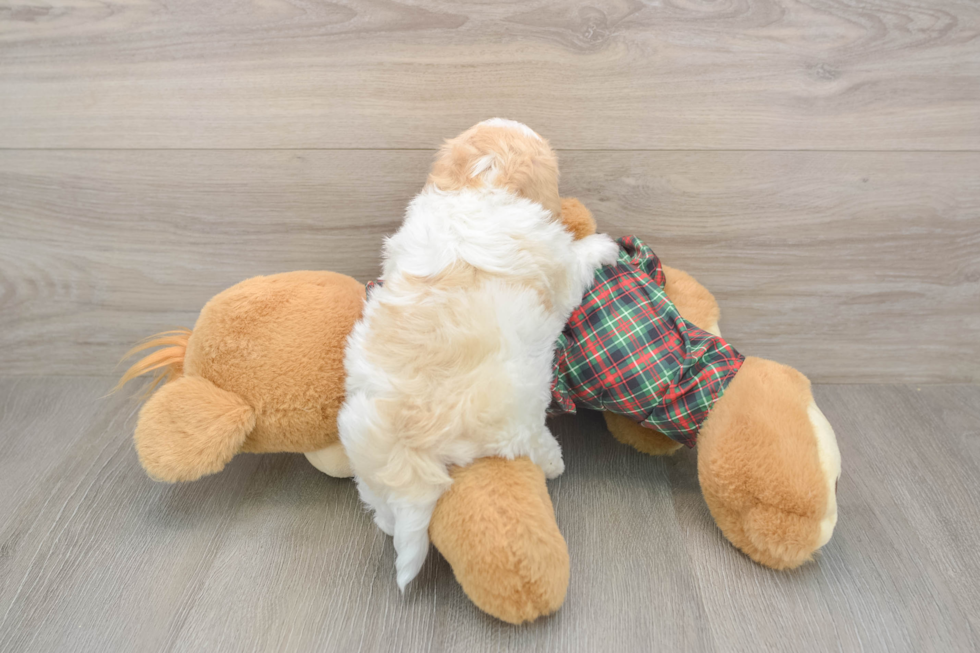 Maltipoo Puppy for Adoption