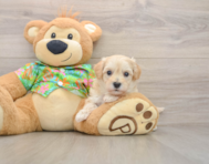 8 week old Maltipoo Puppy For Sale - Premier Pups