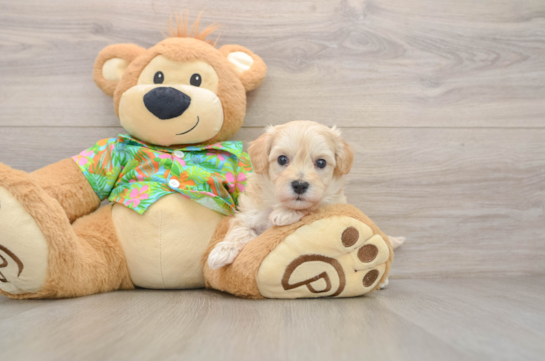 Energetic Malt a Poo Poodle Mix Puppy