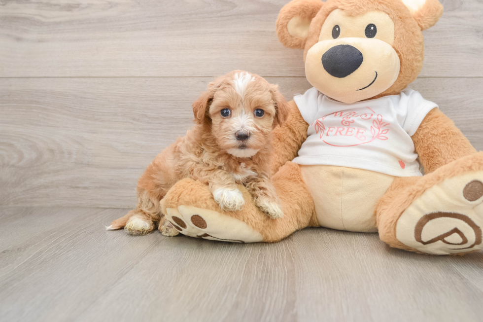 Best Maltipoo Baby