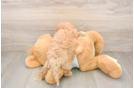 Funny Maltipoo Poodle Mix Pup