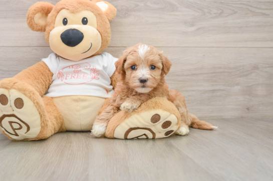Sweet Maltipoo Baby