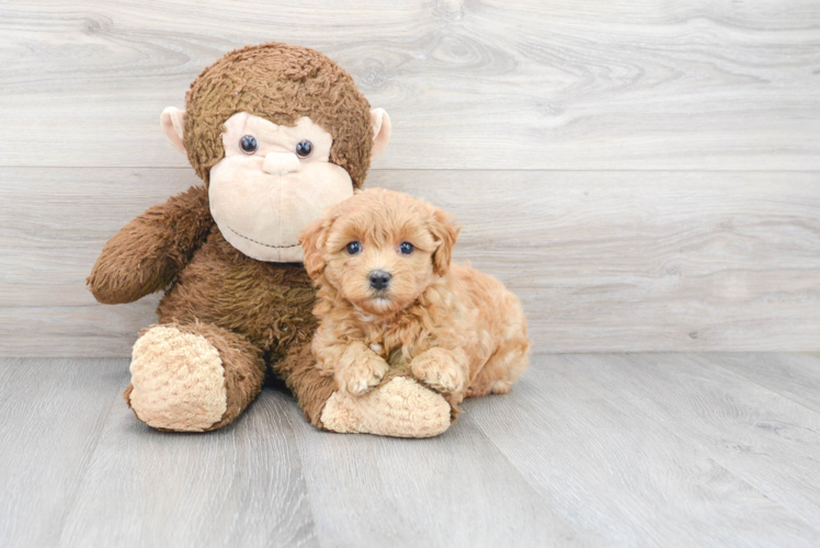 Friendly Maltipoo Baby