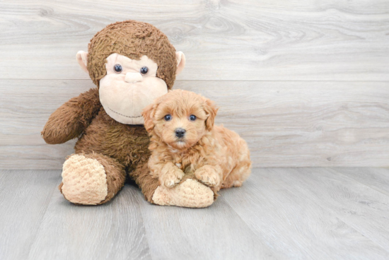 Friendly Maltipoo Baby