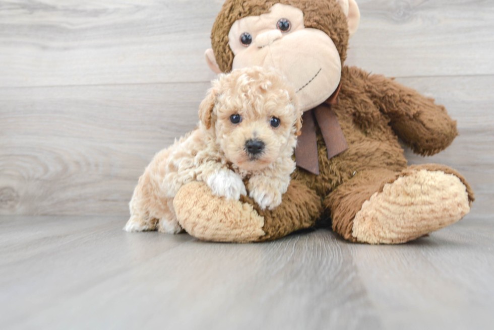 Little Maltese Poodle Poodle Mix Puppy