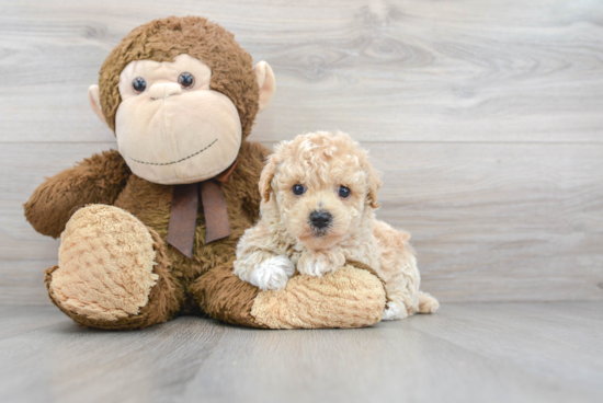 Happy Maltipoo Baby