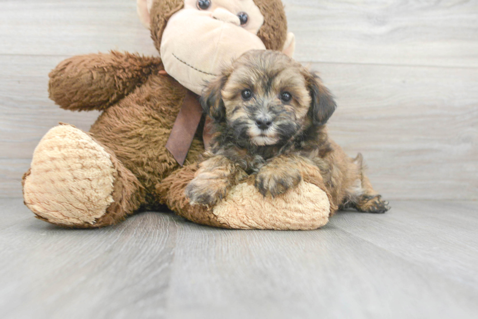 Funny Maltipoo Poodle Mix Pup