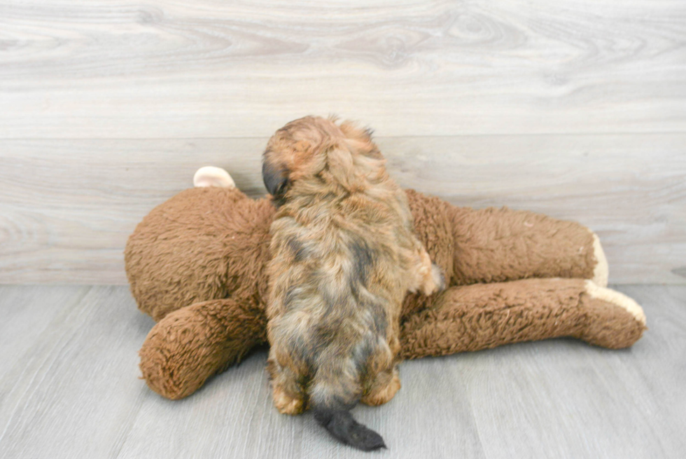 Happy Maltipoo Baby