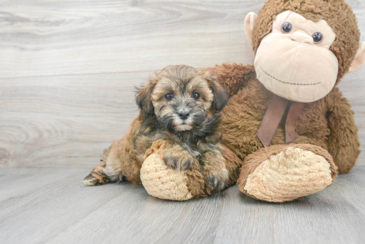 Popular Maltipoo Poodle Mix Pup