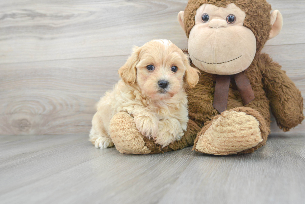 Funny Maltipoo Poodle Mix Pup