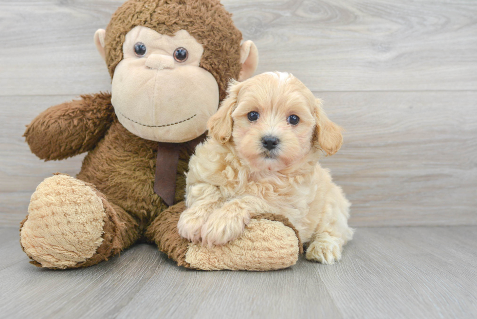 Popular Maltipoo Poodle Mix Pup