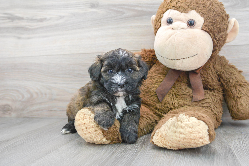 Maltipoo Puppy for Adoption