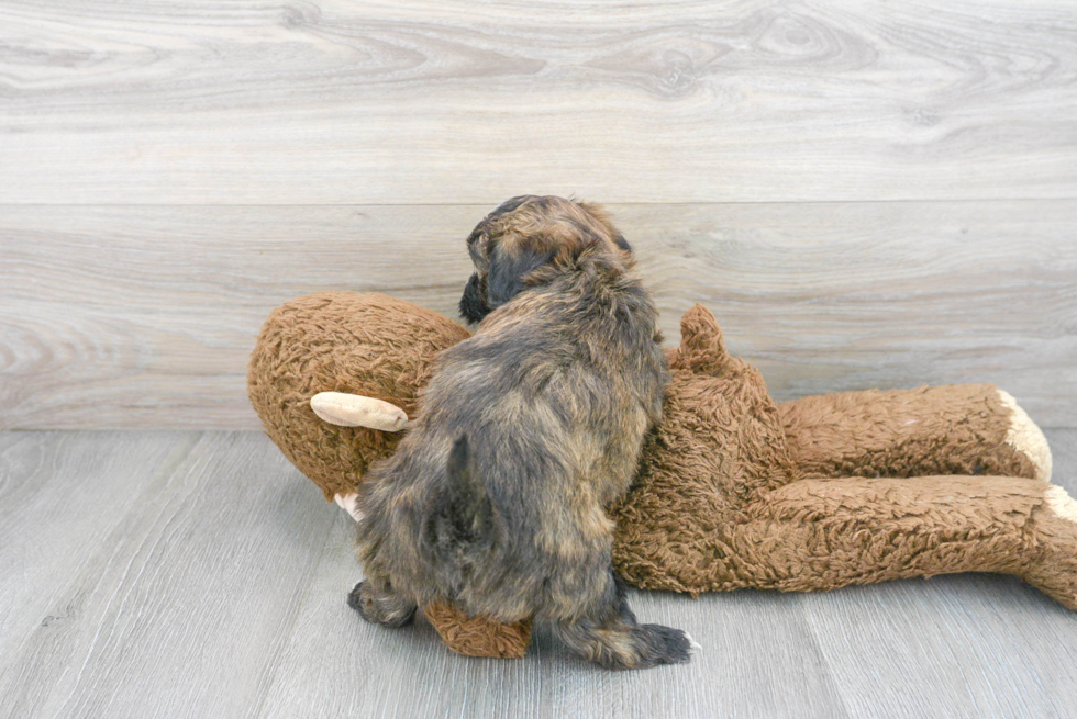 Friendly Maltipoo Baby