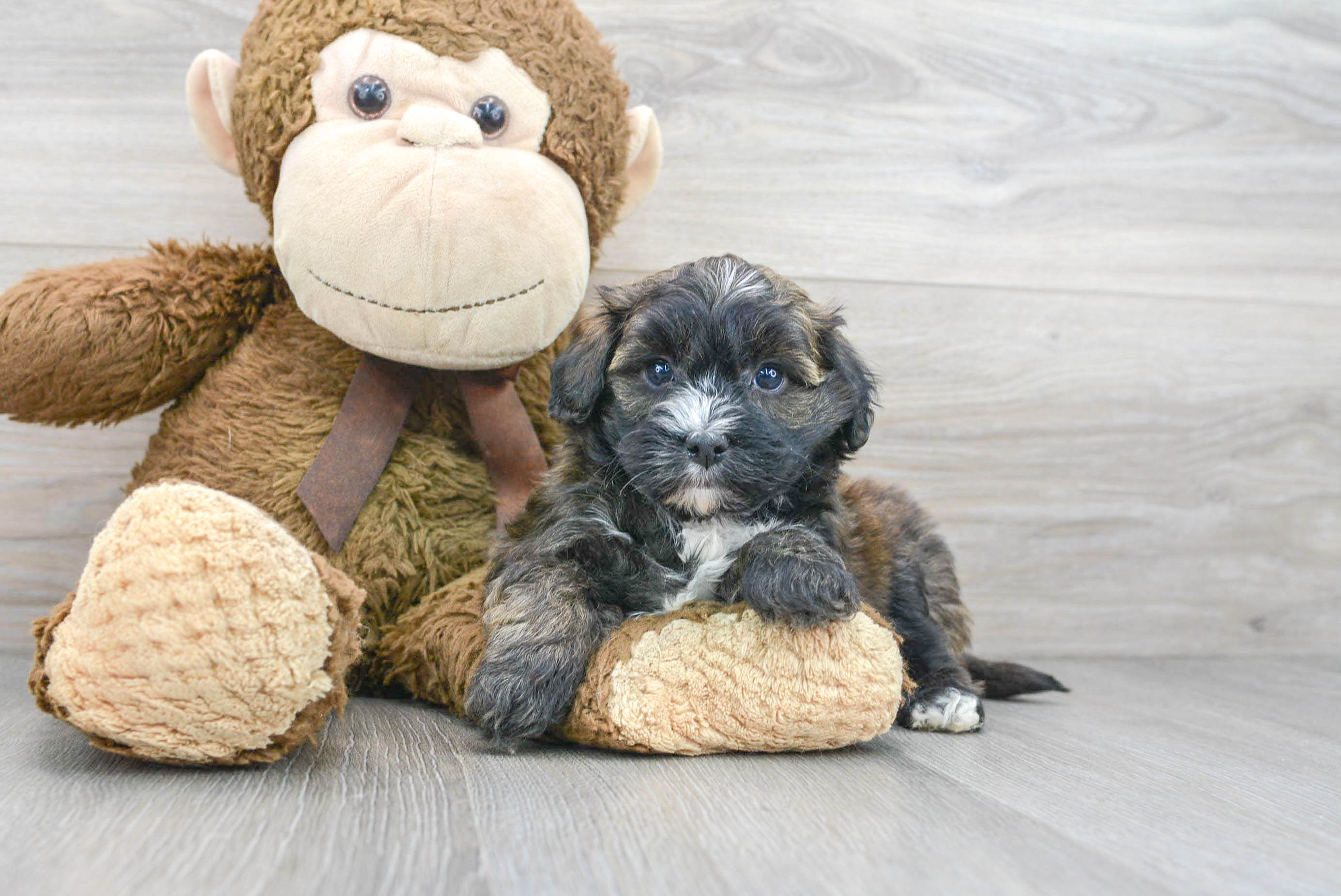 Energetic Maltepoo Poodle Mix Puppy