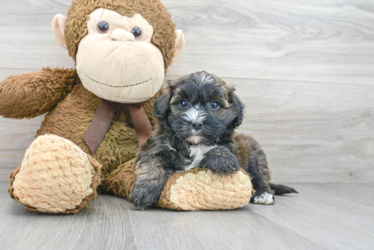 Energetic Maltepoo Poodle Mix Puppy