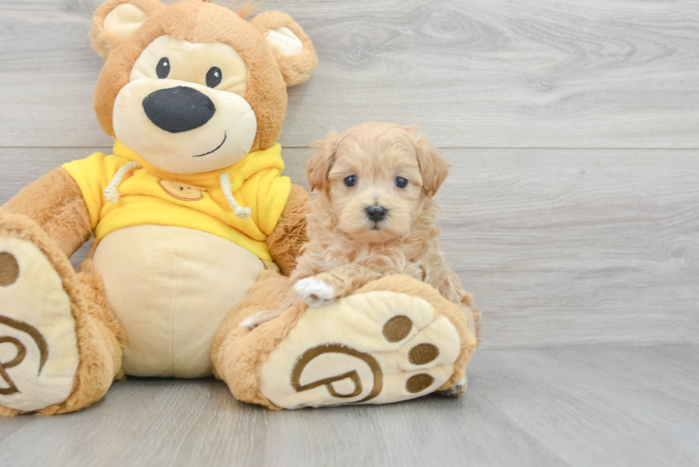 Happy Maltipoo Baby