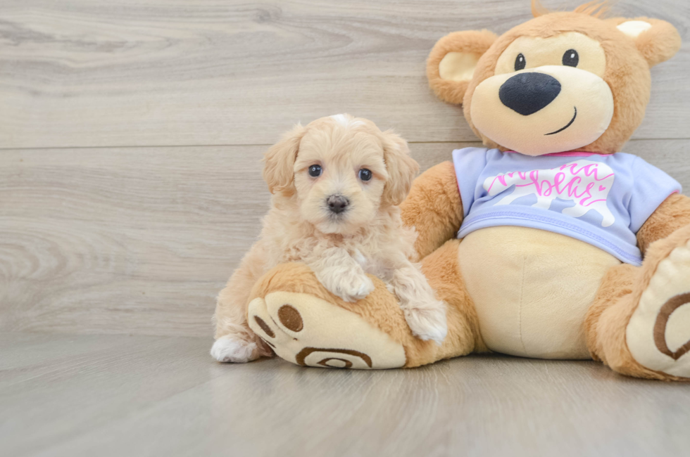 5 week old Maltipoo Puppy For Sale - Premier Pups