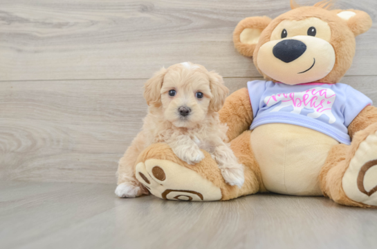 Playful Maltidoodle Poodle Mix Puppy