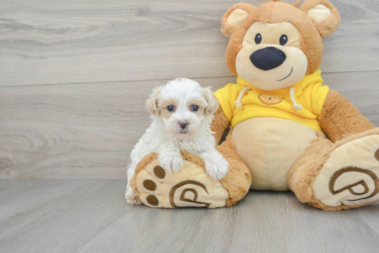 Maltipoo Puppy for Adoption
