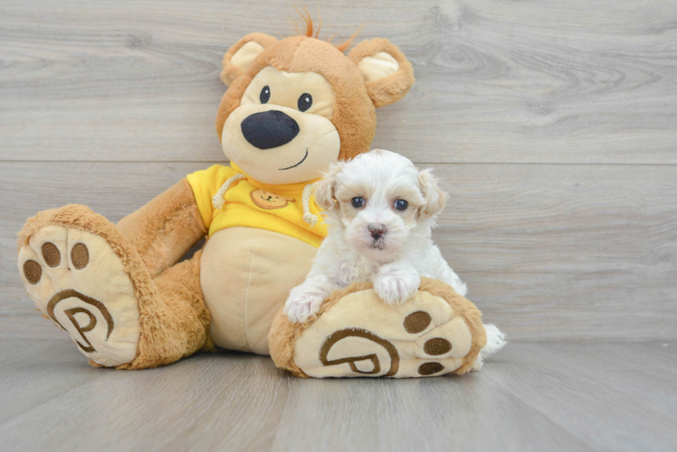 Fluffy Maltipoo Poodle Mix Pup