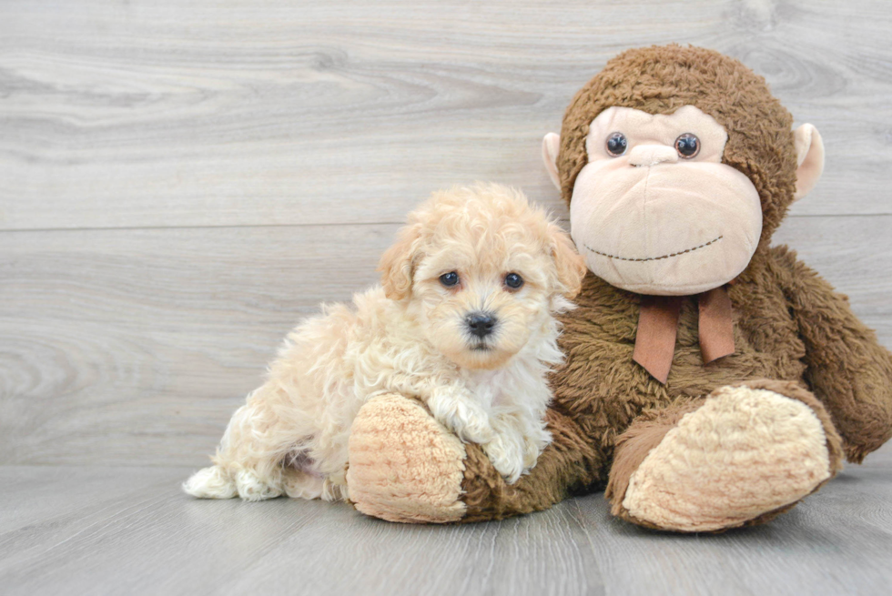 Maltipoo Puppy for Adoption