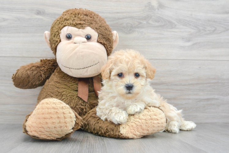 Funny Maltipoo Poodle Mix Pup