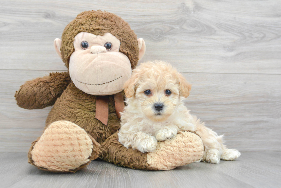 Funny Maltipoo Poodle Mix Pup