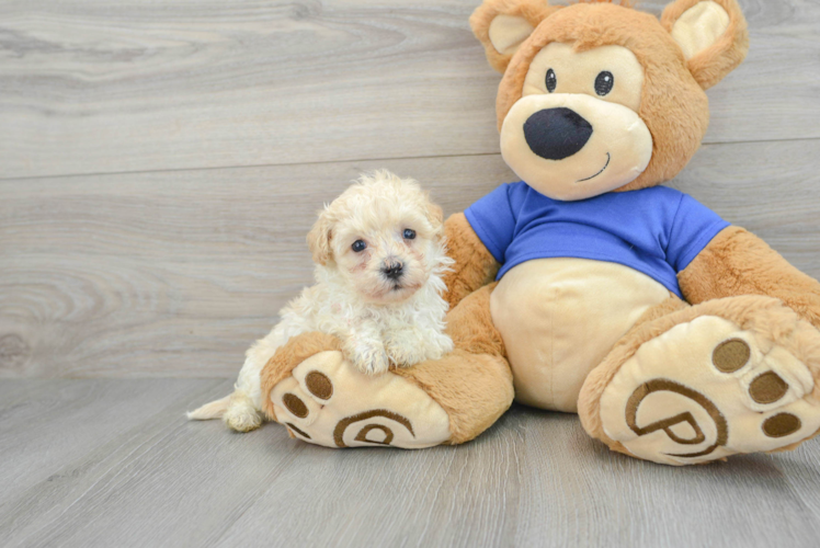 Maltipoo Pup Being Cute