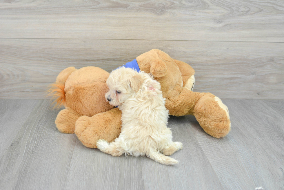 Best Maltipoo Baby