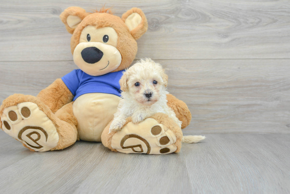 Funny Maltipoo Poodle Mix Pup