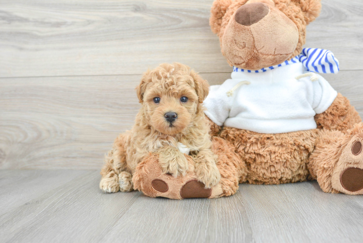 Maltipoo Puppy for Adoption