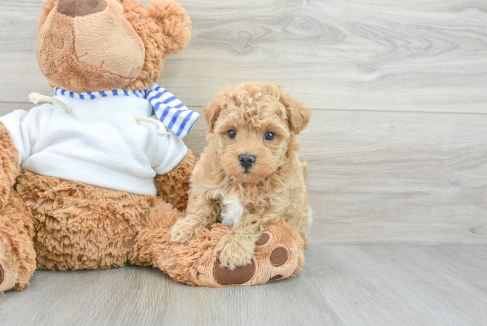 Maltipoo Puppy for Adoption