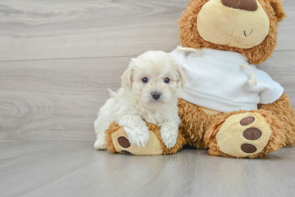 Best Maltipoo Baby
