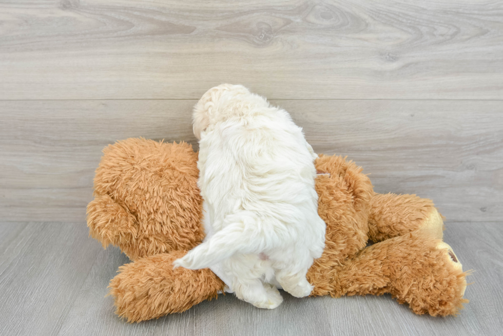 Funny Maltipoo Poodle Mix Pup