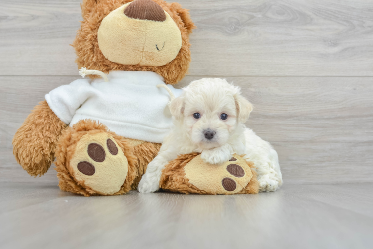 Best Maltipoo Baby