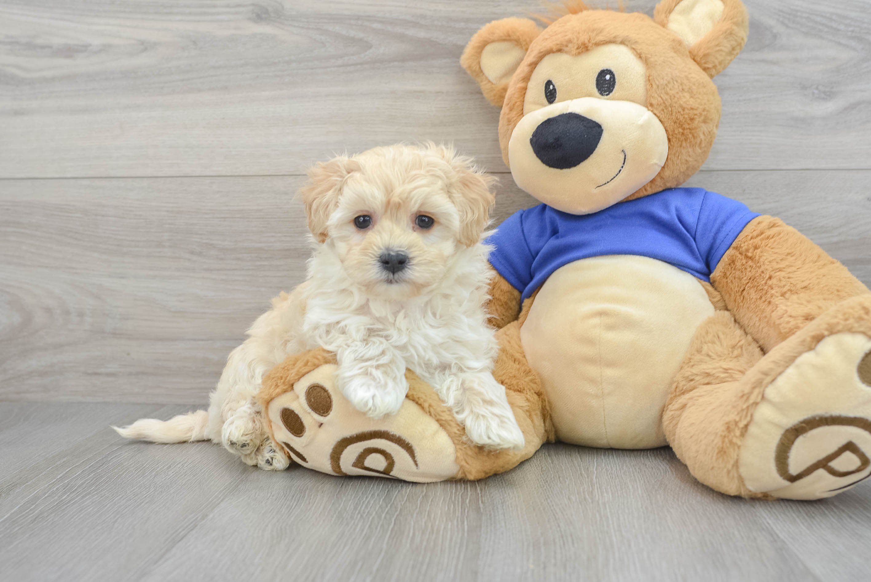 Best Maltipoo Baby