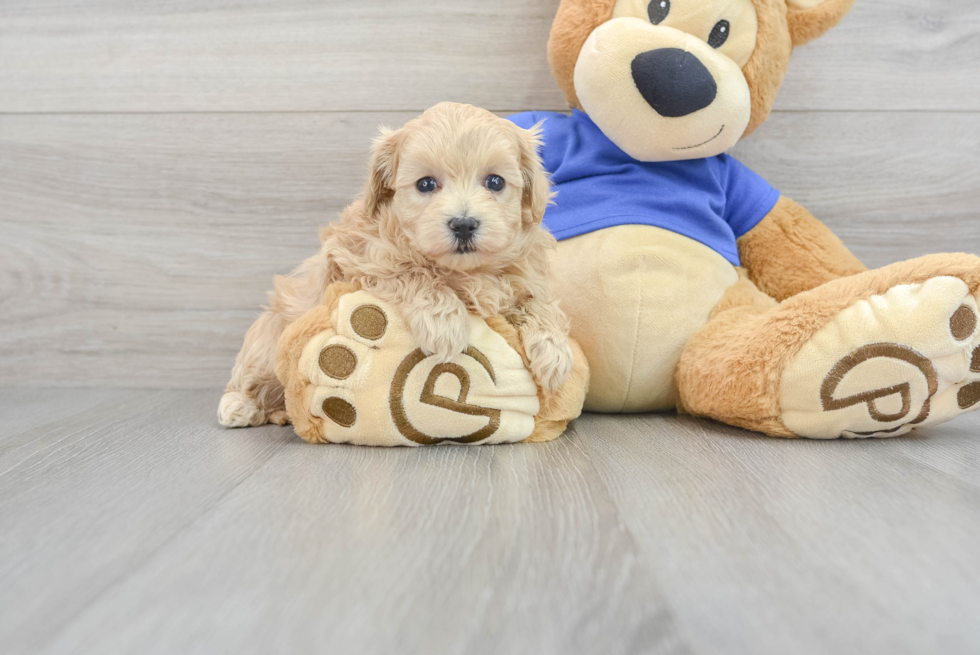 Happy Maltipoo Baby