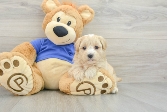 Playful Maltepoo Poodle Mix Puppy