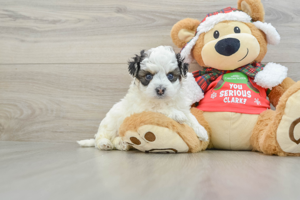 Friendly Maltipoo Baby