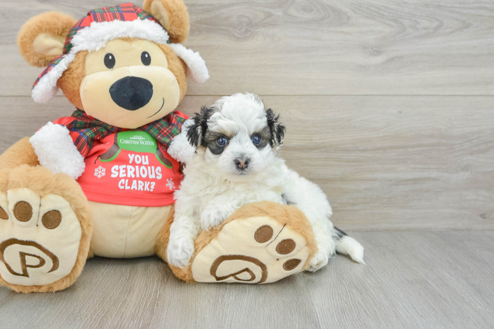 Sweet Maltipoo Baby