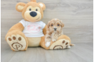 Maltipoo Pup Being Cute